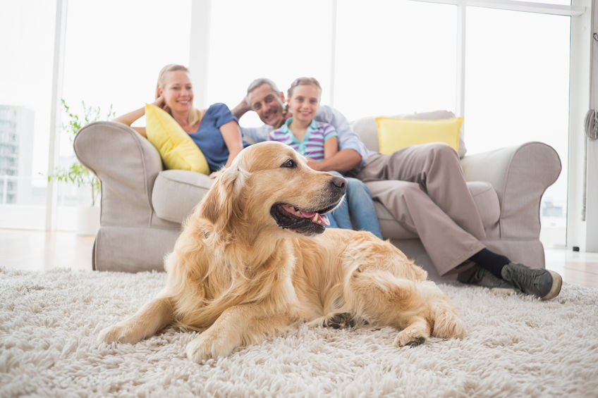 dog on carpet